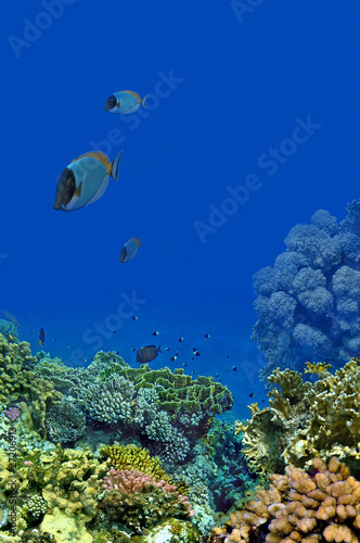 Photo: Landscape under water Landscape under water