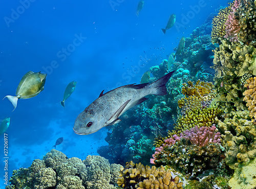 Photo: Landscape under water Landscape under water