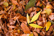 The fallen foliage