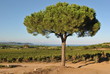 Ramatuelle - les vignes 2 Ramatuelle - les vignes 2