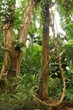 jungle