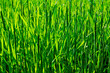 Grüne Halme