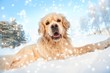 Lovely golden retriever playing in the snow