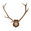Horns of an animal