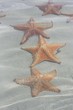 seastar