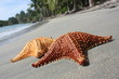 seastar seastar