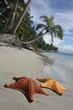 seastar