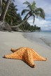 seastar