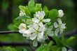 pear flowers