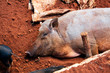Cochon domestique