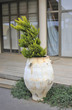 Flowerbed amphora in Kokkini Hani. Photo