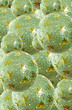 Xmas balls