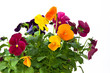 Bundle of pansies on isolating background