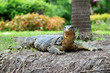 Varan, Lumphini Park, Bangkok, Thailand