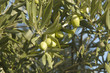 Olivo 1