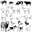 Vector set of farm animals