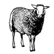 Sheep Vector