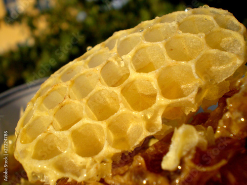 Photo: Empty honeycomb Empty honeycomb