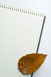sketchbook and leaf