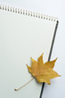 sketchbook and Fallen leaf