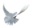 A free flying white dove isolated A free flying white dove isolated