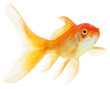 gold fish isolated on white gold fish isolated on white