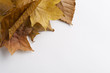 fallen leaf