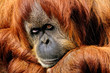 Orangutan