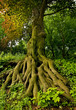Amazing tree