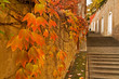 Autumn in the streets