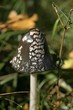 Champignon Coprin