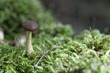 Champignon