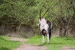 Oryx du Sénégal