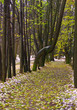 Alley in the park after the first snow