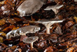 champignons des bois 2