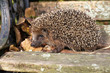 Igel auf Bank