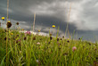 Wildflowers against a background of stormy prairie skies