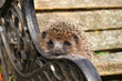 Igel im Herbst