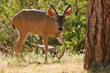 Backlit Mule Deer in California