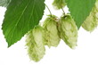 branch of hops on a white background branch of hops on a white background