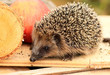 Igel und Apfel