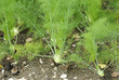 fenchel