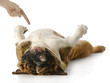 dog playing dead