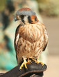 An American Kestrel Perches on a Falconer's Glove