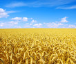 golden wheat