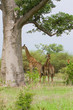 Groupe de girafe