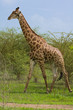 Girafe