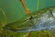 Pike head