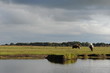 parc Régional de Brière