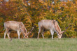 pair of fallow deer bucks pair of fallow deer bucks